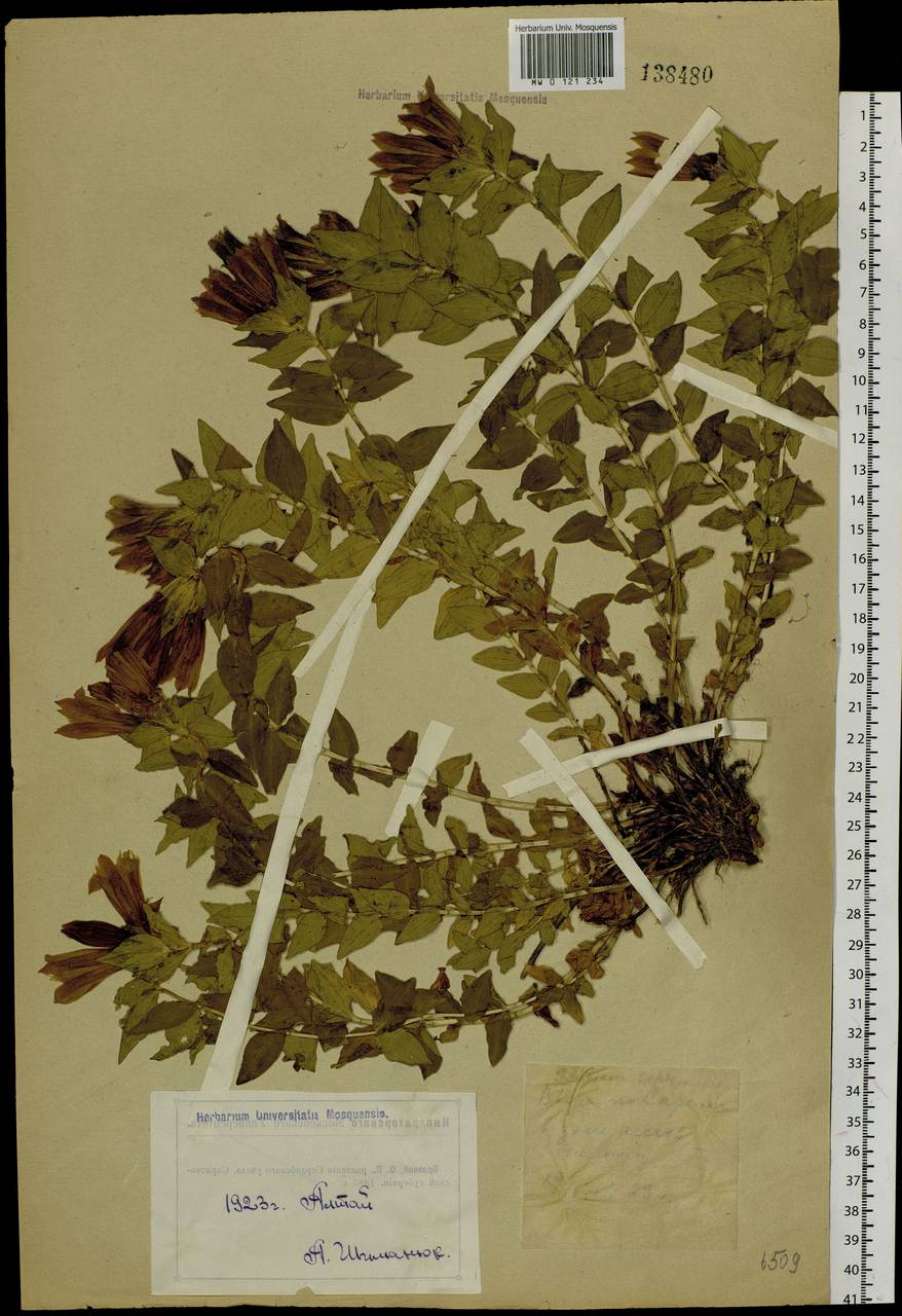 Gentiana septemfida subsp. septemfida, Siberia, Western (Kazakhstan) Altai Mountains (S2a) (Kazakhstan)