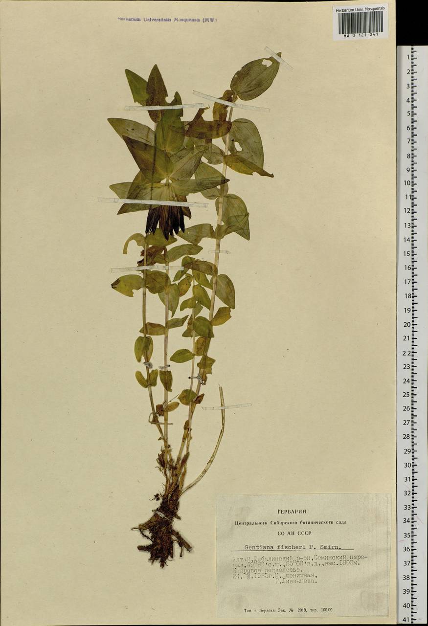 Gentiana septemfida subsp. septemfida, Siberia, Altai & Sayany Mountains (S2) (Russia)