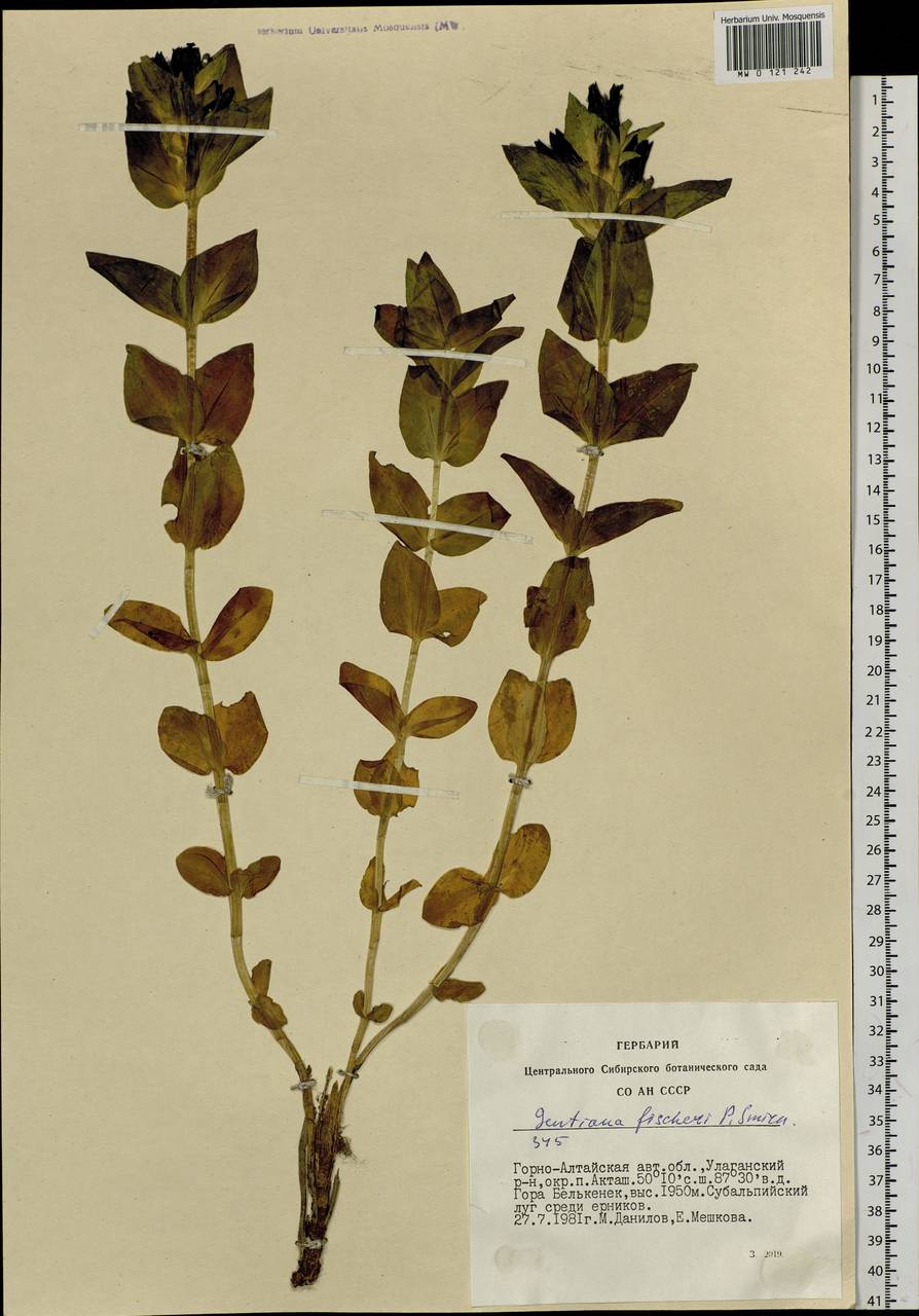 Gentiana dschungarica Regel, Siberia, Altai & Sayany Mountains (S2) (Russia)