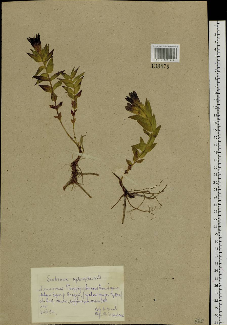 Gentiana dschungarica Regel, Siberia, Altai & Sayany Mountains (S2) (Russia)