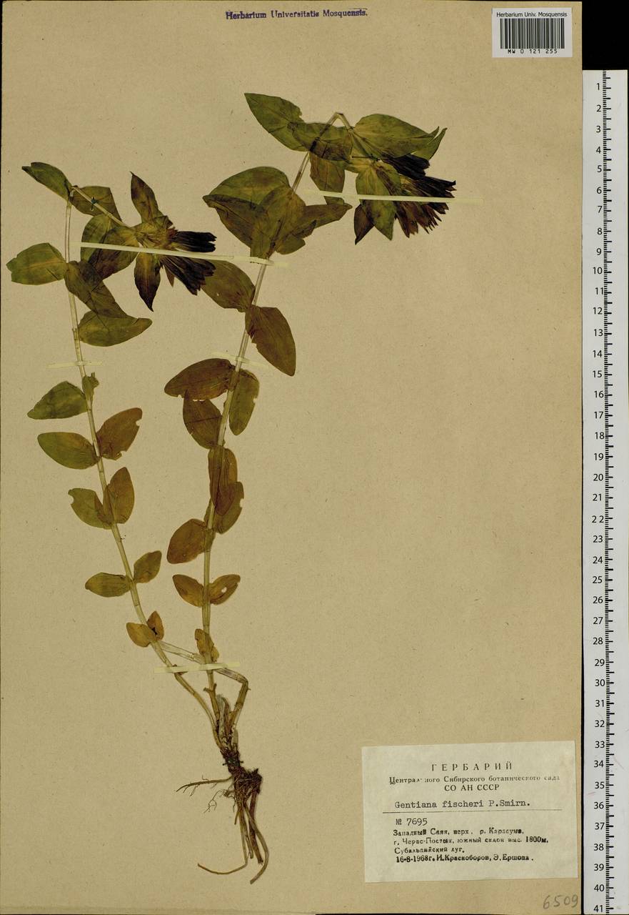 Gentiana dschungarica Regel, Siberia, Altai & Sayany Mountains (S2) (Russia)
