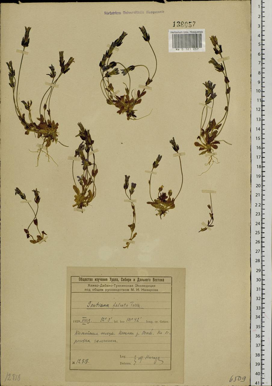 Comastoma falcatum (Turcz.) Toyokuni, Siberia, Baikal & Transbaikal region (S4) (Russia)