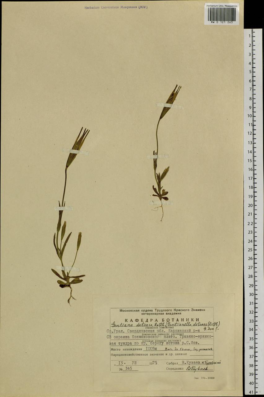Gentianopsis detonsa, Eastern Europe, Eastern region (E10) (Russia)