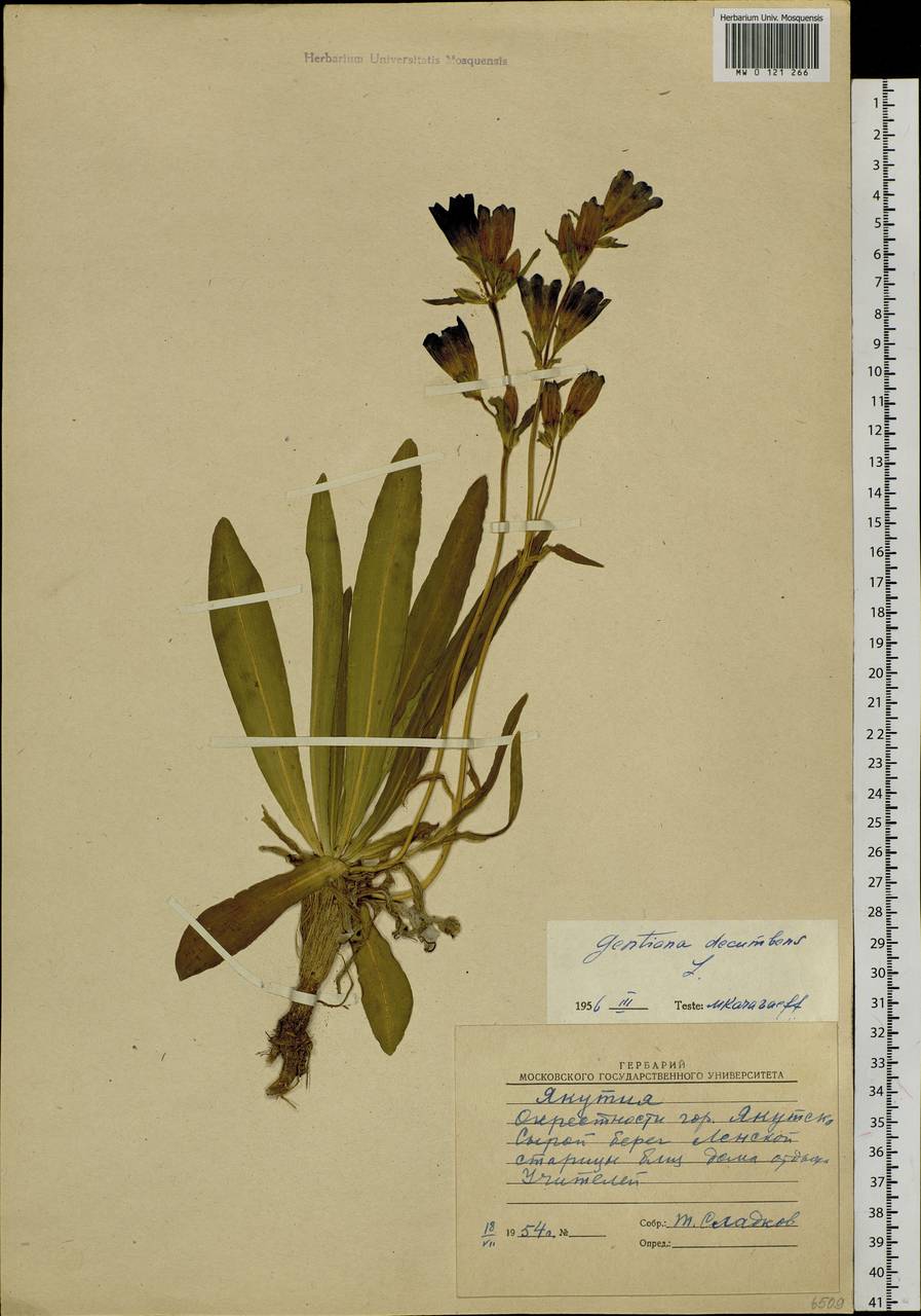 Gentiana decumbens L. fil., Siberia, Yakutia (S5) (Russia)