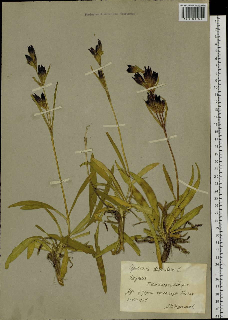 Gentiana decumbens L. fil., Siberia, Yakutia (S5) (Russia)