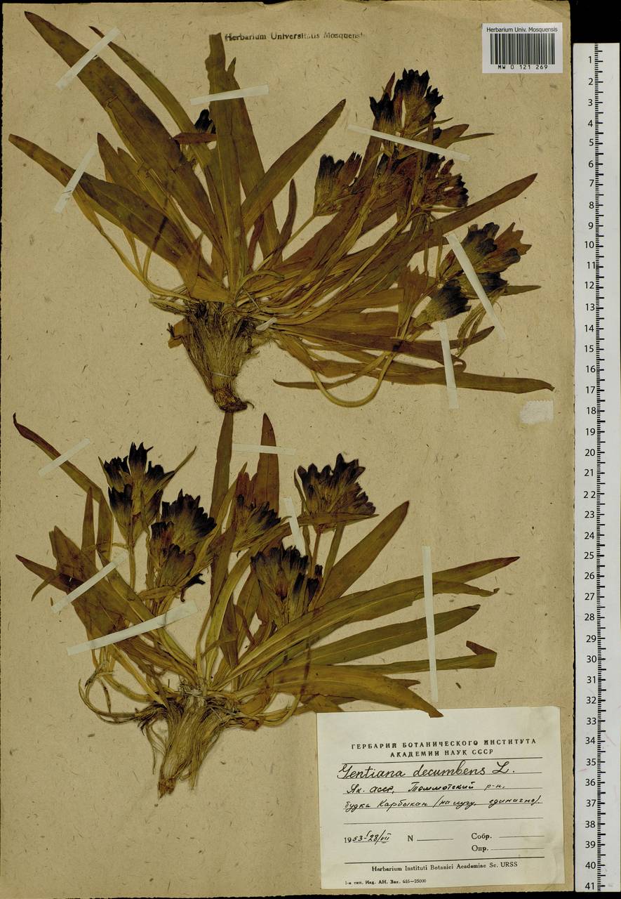 Gentiana decumbens L. fil., Siberia, Yakutia (S5) (Russia)
