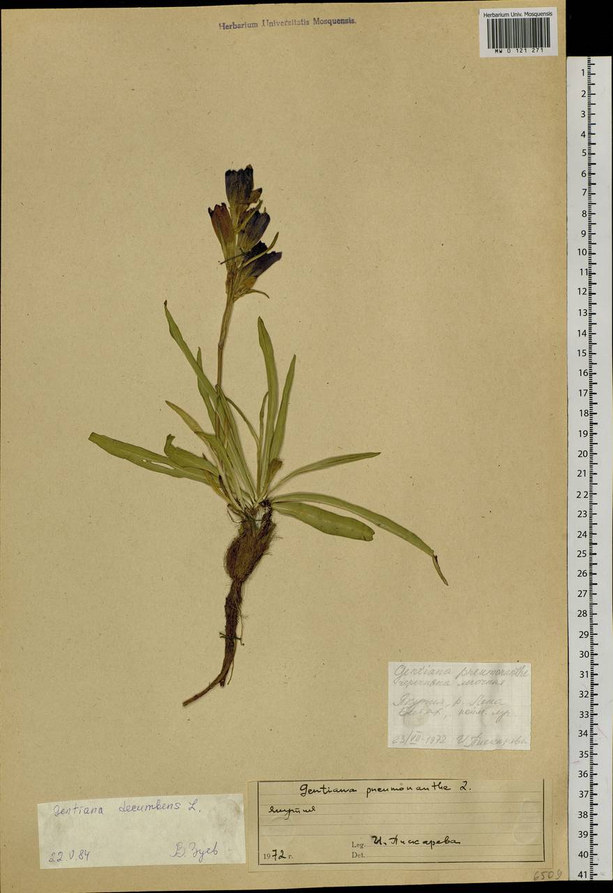 Gentiana decumbens L. fil., Siberia, Yakutia (S5) (Russia)