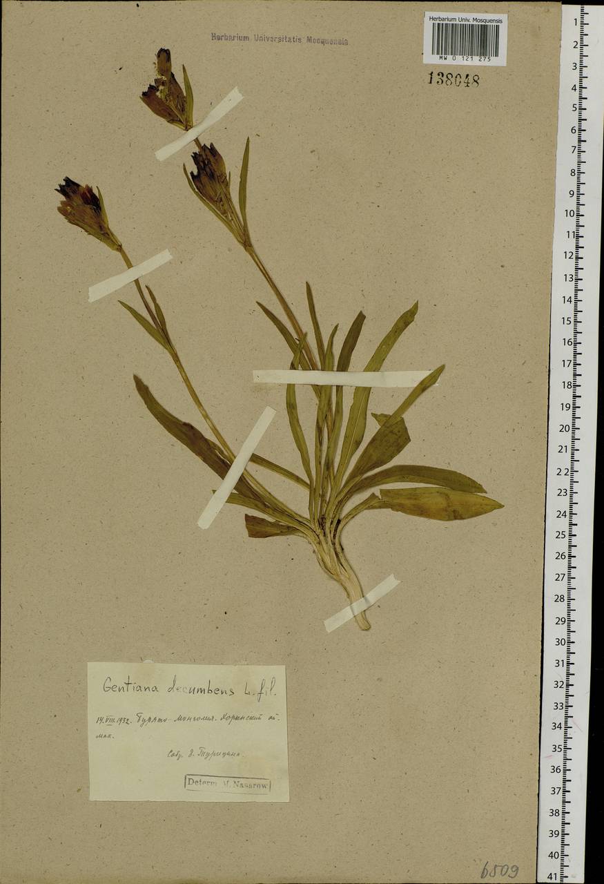 Gentiana decumbens L. fil., Siberia, Baikal & Transbaikal region (S4) (Russia)