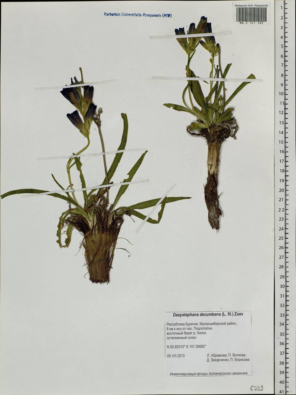 Gentiana decumbens L. fil., Siberia, Baikal & Transbaikal region (S4) (Russia)