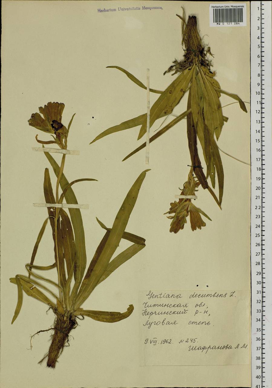 Gentiana decumbens L. fil., Siberia, Baikal & Transbaikal region (S4) (Russia)
