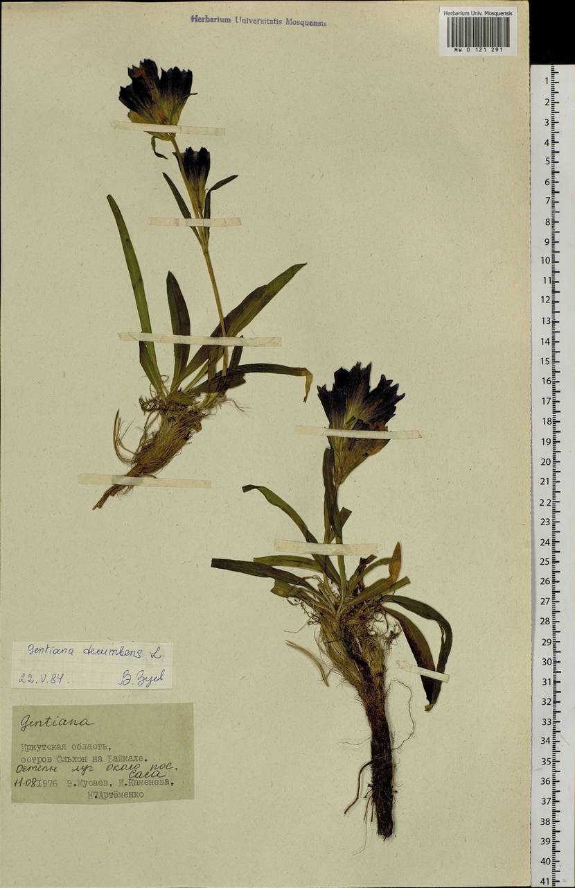 Gentiana decumbens L. fil., Siberia, Baikal & Transbaikal region (S4) (Russia)