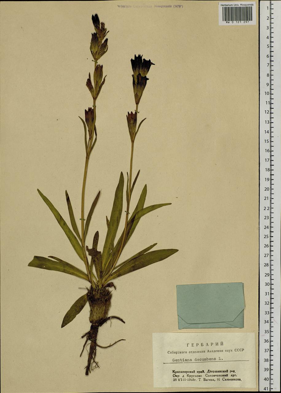 Gentiana decumbens L. fil., Siberia, Central Siberia (S3) (Russia)