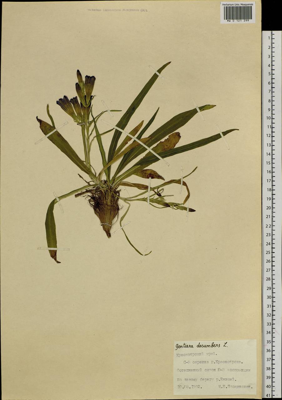 Gentiana decumbens L. fil., Siberia, Central Siberia (S3) (Russia)