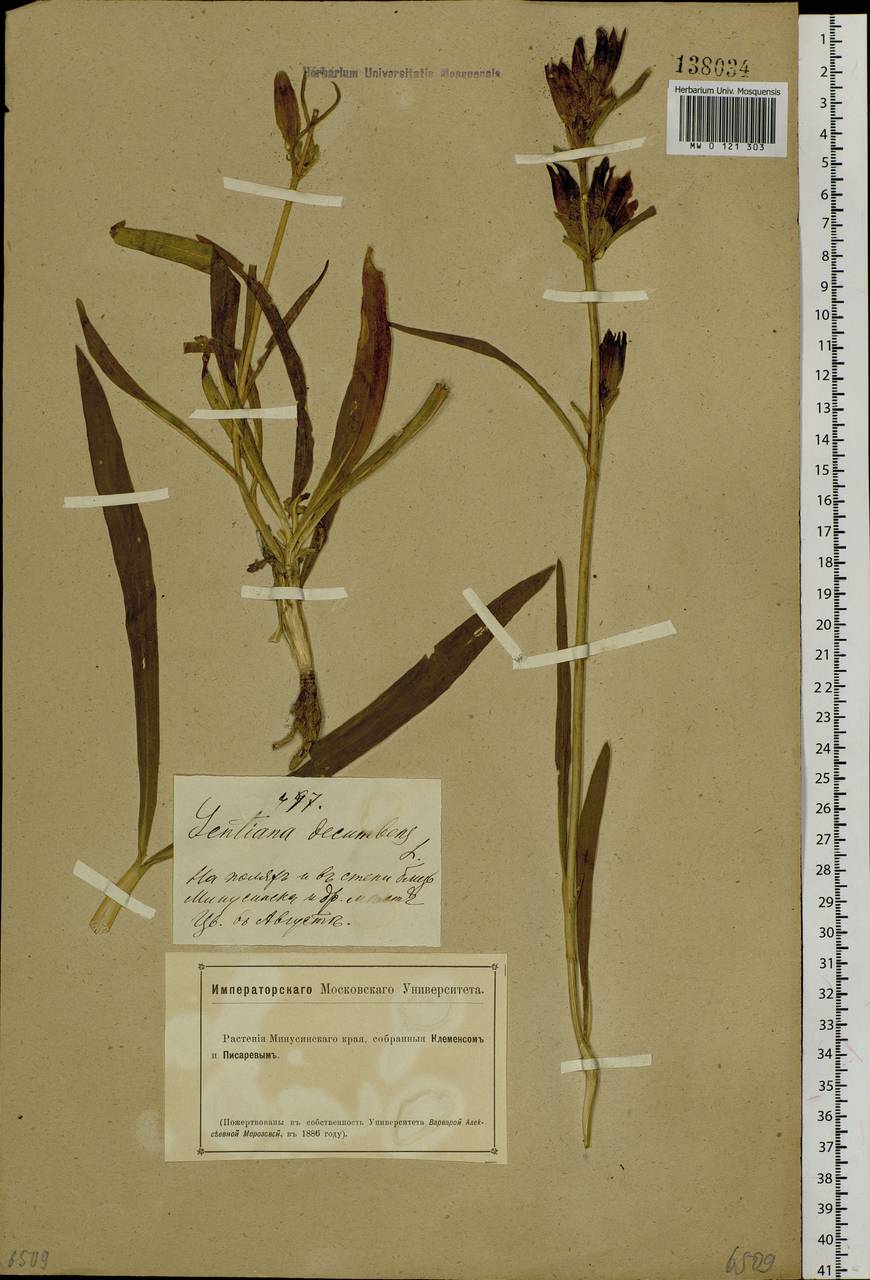 Gentiana decumbens L. fil., Siberia, Altai & Sayany Mountains (S2) (Russia)
