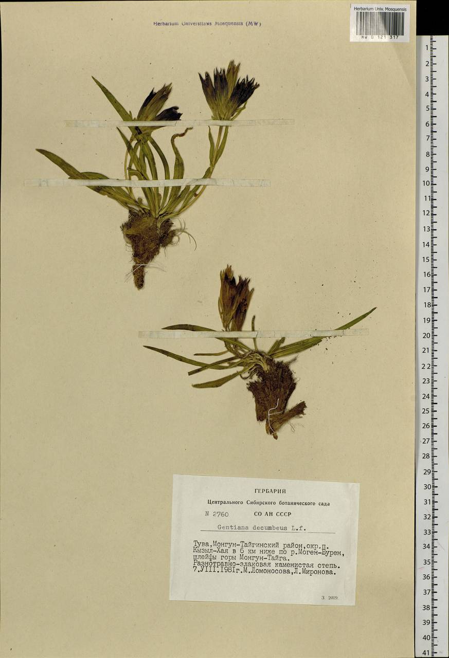 Gentiana decumbens L. fil., Siberia, Altai & Sayany Mountains (S2) (Russia)