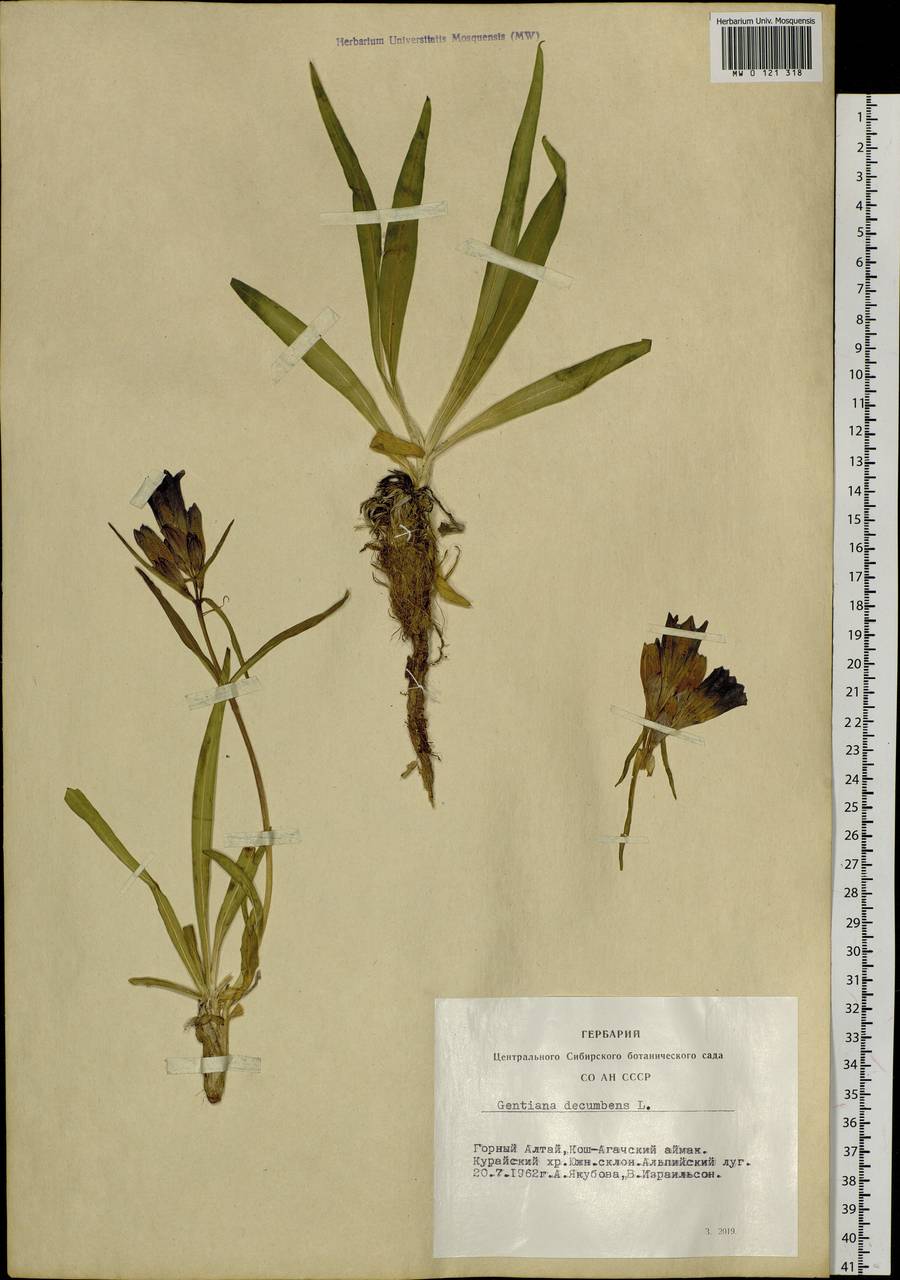 Gentiana decumbens L. fil., Siberia, Altai & Sayany Mountains (S2) (Russia)