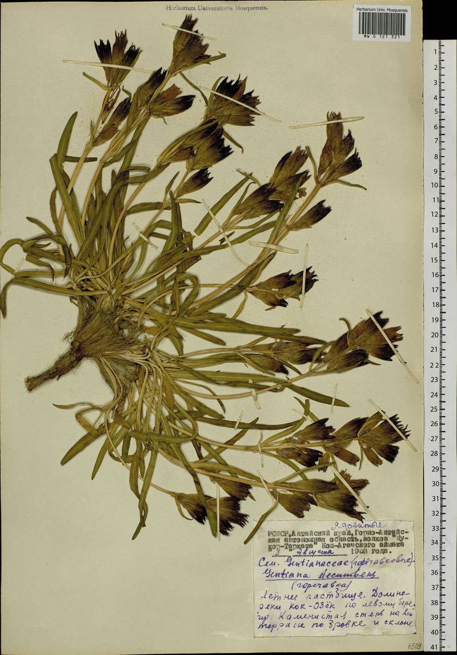 Gentiana decumbens L. fil., Siberia, Altai & Sayany Mountains (S2) (Russia)