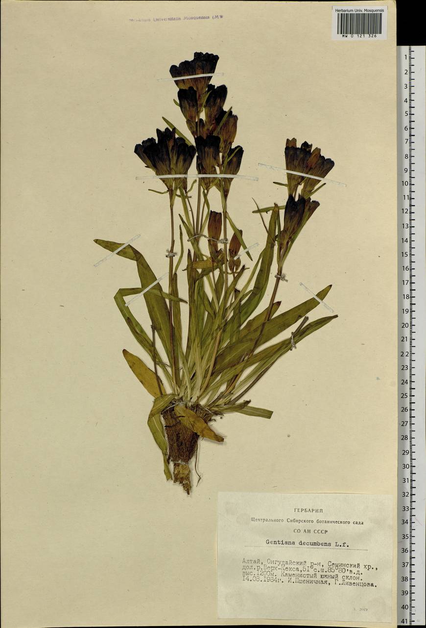 Gentiana decumbens L. fil., Siberia, Altai & Sayany Mountains (S2) (Russia)