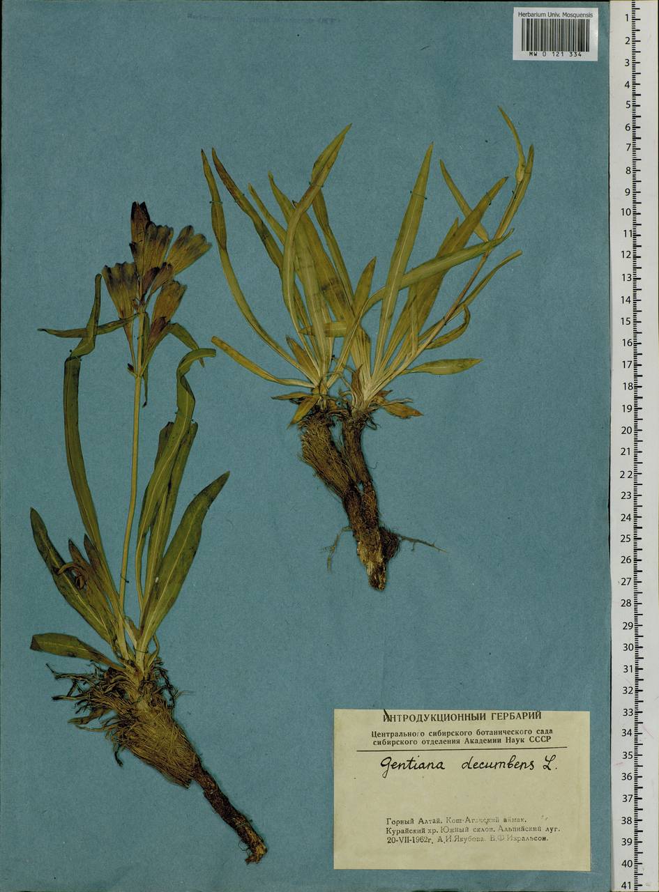 Gentiana decumbens L. fil., Siberia, Altai & Sayany Mountains (S2) (Russia)