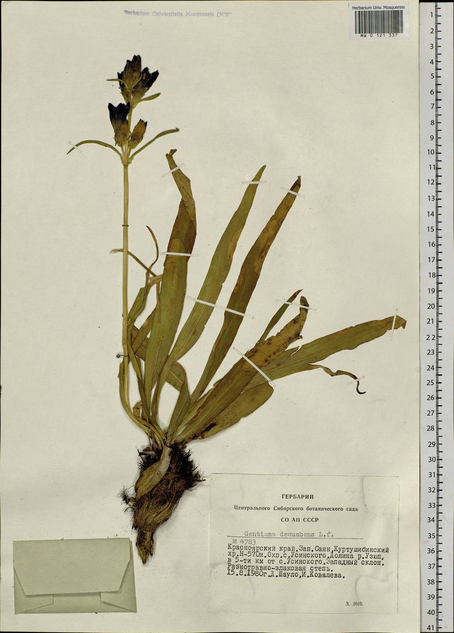 Gentiana decumbens L. fil., Siberia, Altai & Sayany Mountains (S2) (Russia)