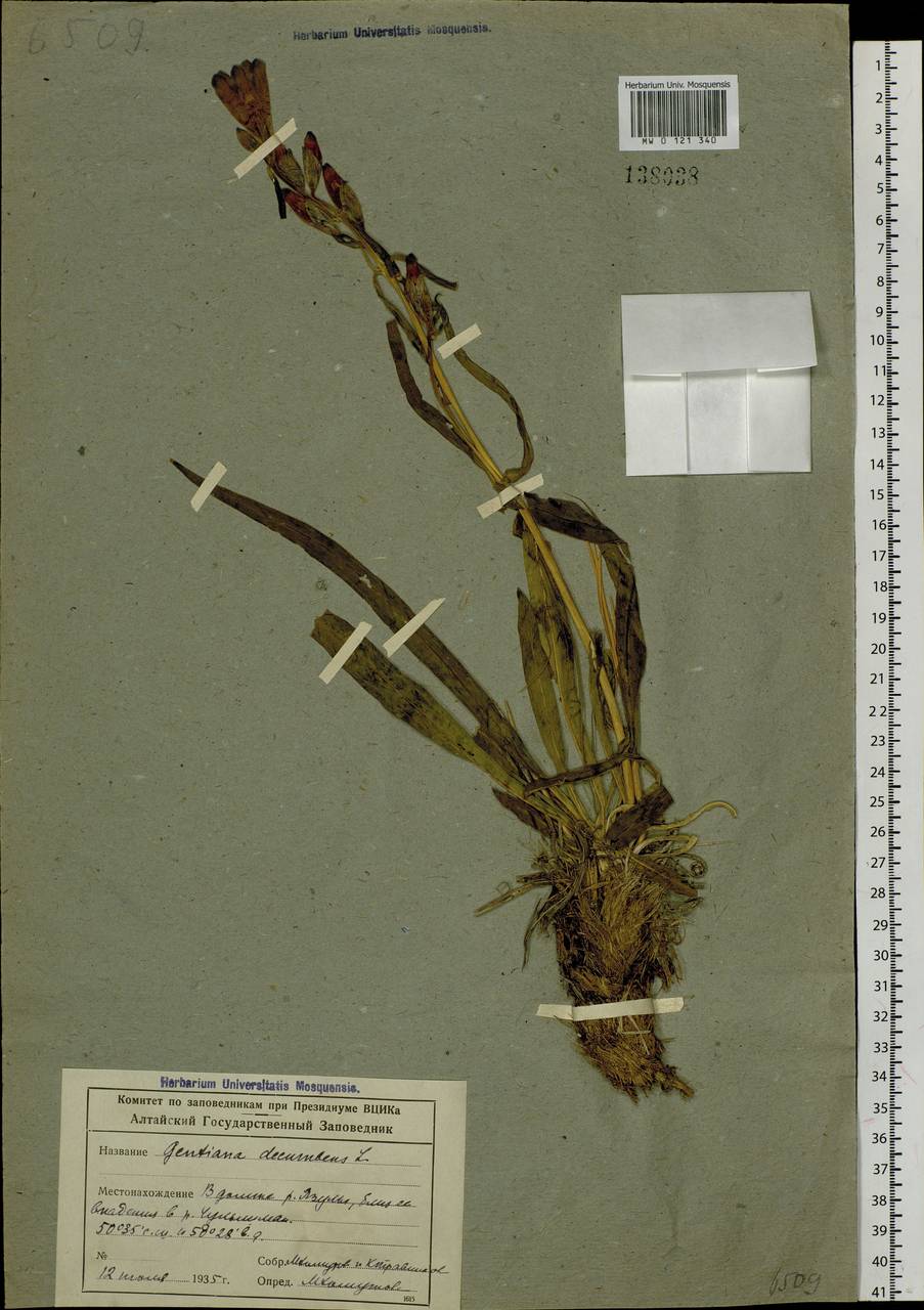 Gentiana decumbens L. fil., Siberia, Altai & Sayany Mountains (S2) (Russia)