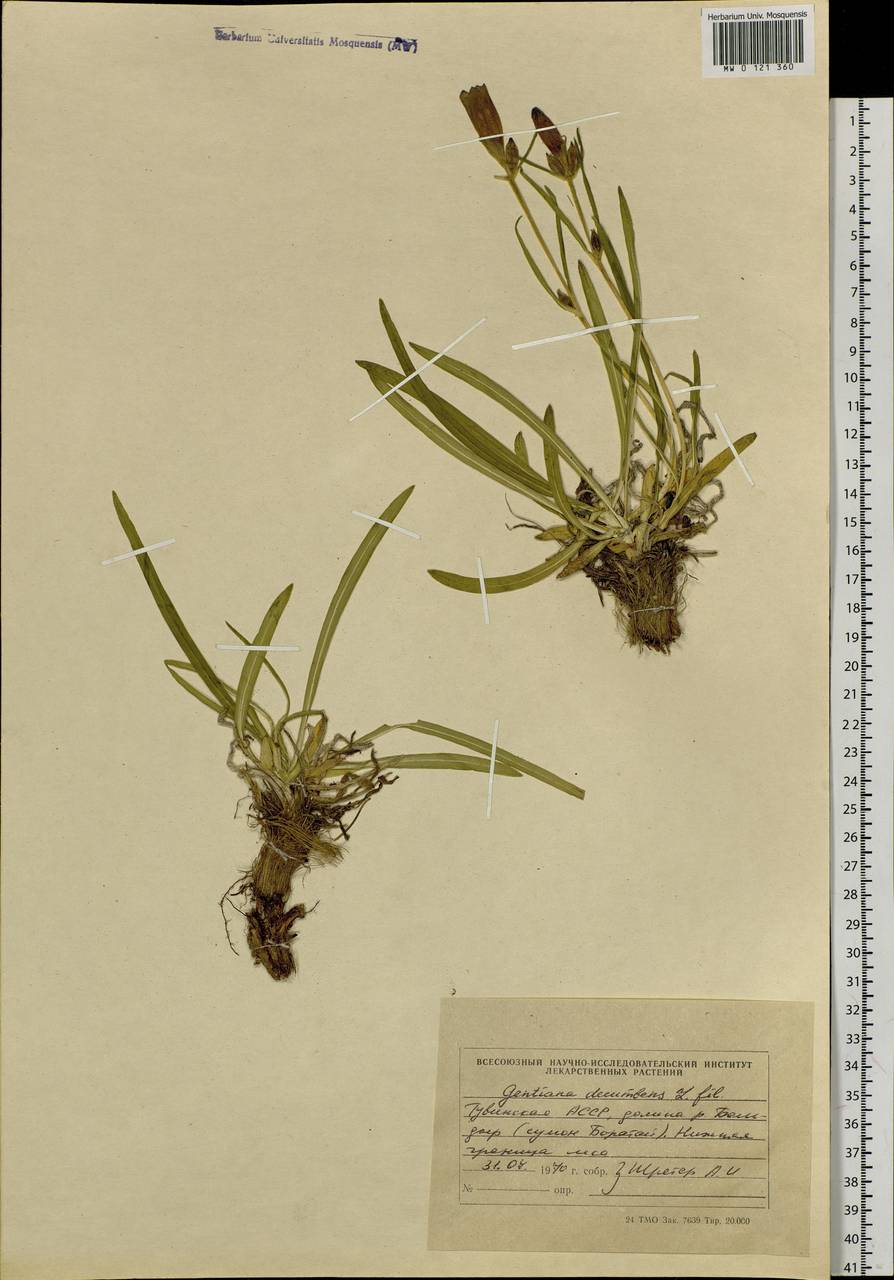 Gentiana decumbens L.fil., Siberia, Altai & Sayany Mountains (S2) (Russia)