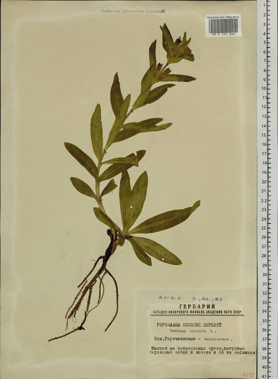 Gentiana cruciata L., Siberia, Western Siberia (S1) (Russia)
