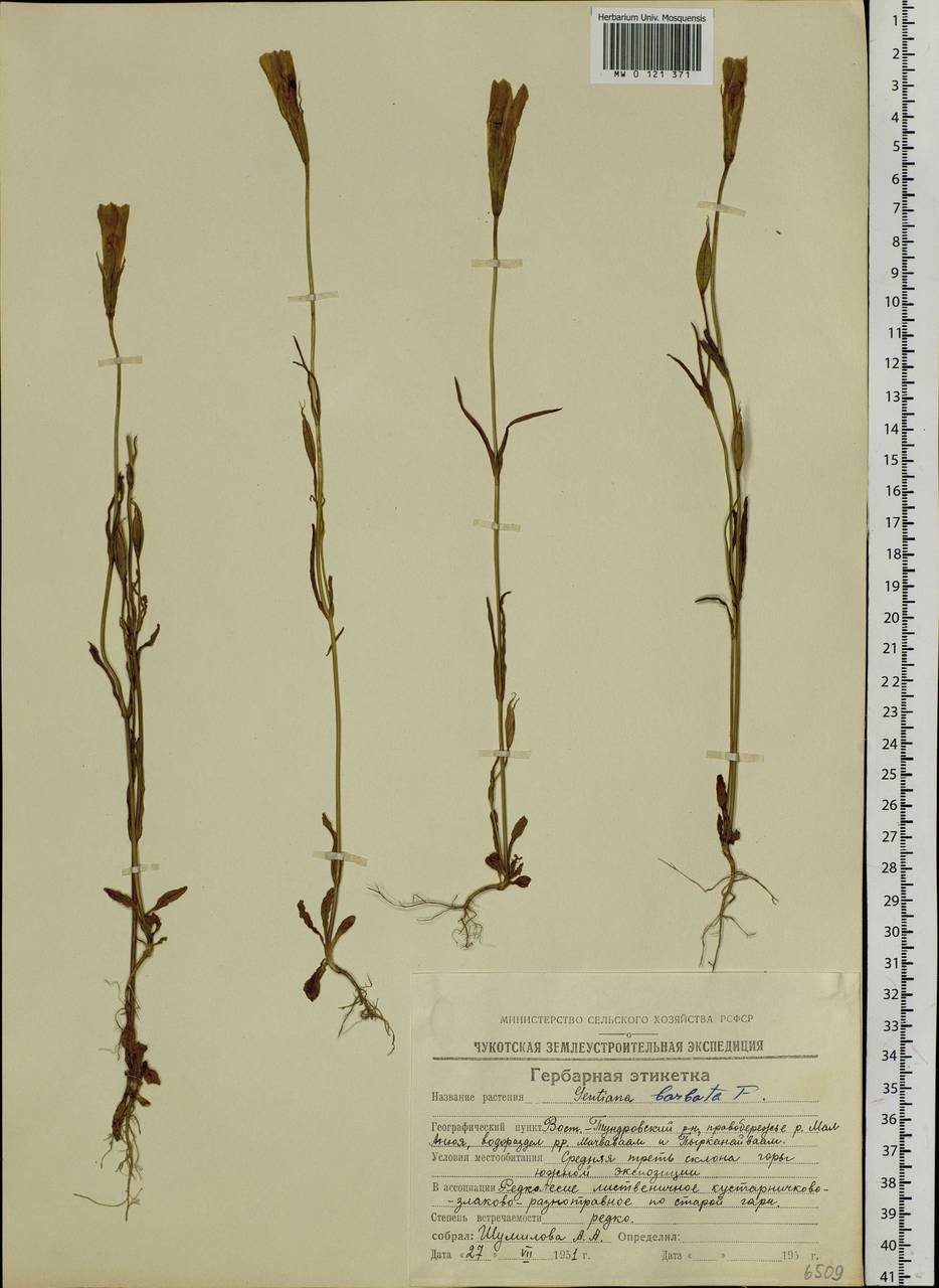 Gentianopsis barbata (Froel.) Ma, Siberia, Chukotka & Kamchatka (S7) (Russia)