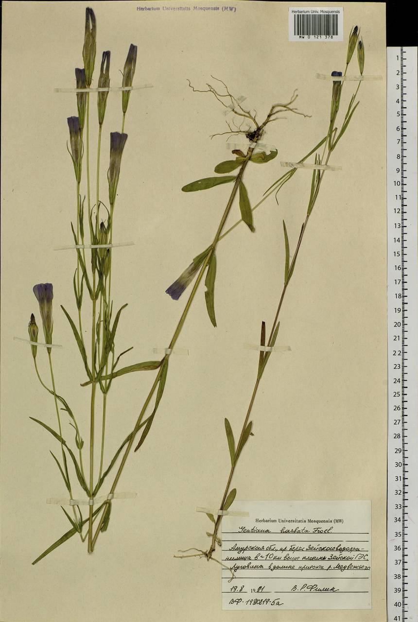 Gentianopsis barbata (Froel.) Ma, Siberia, Russian Far East (S6) (Russia)