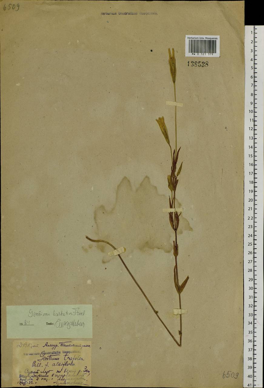 Gentianopsis barbata, Siberia, Russian Far East (S6) (Russia)
