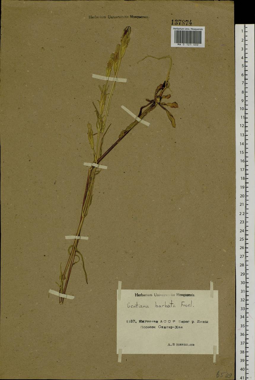 Gentianopsis barbata, Siberia, Yakutia (S5) (Russia)