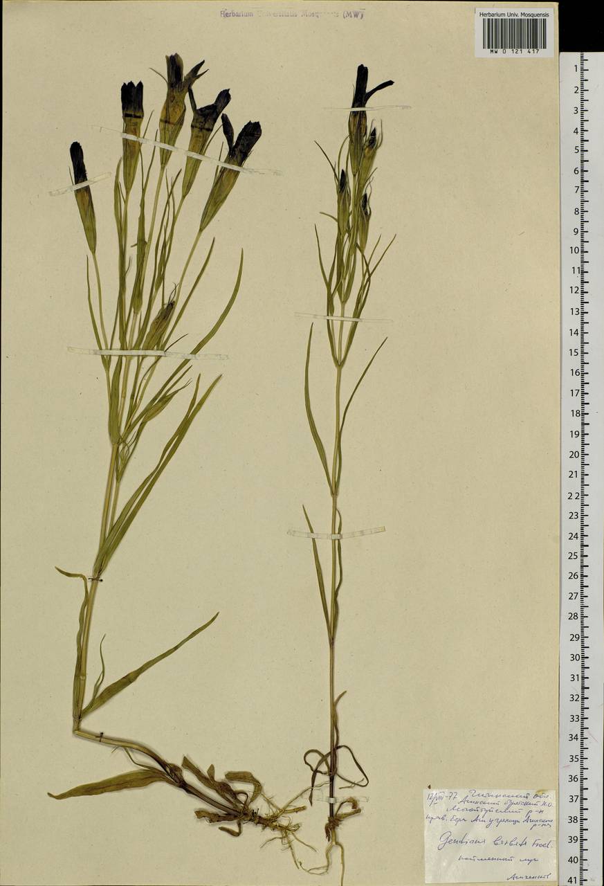 Gentianopsis barbata (Froel.) Ma, Siberia, Baikal & Transbaikal region (S4) (Russia)