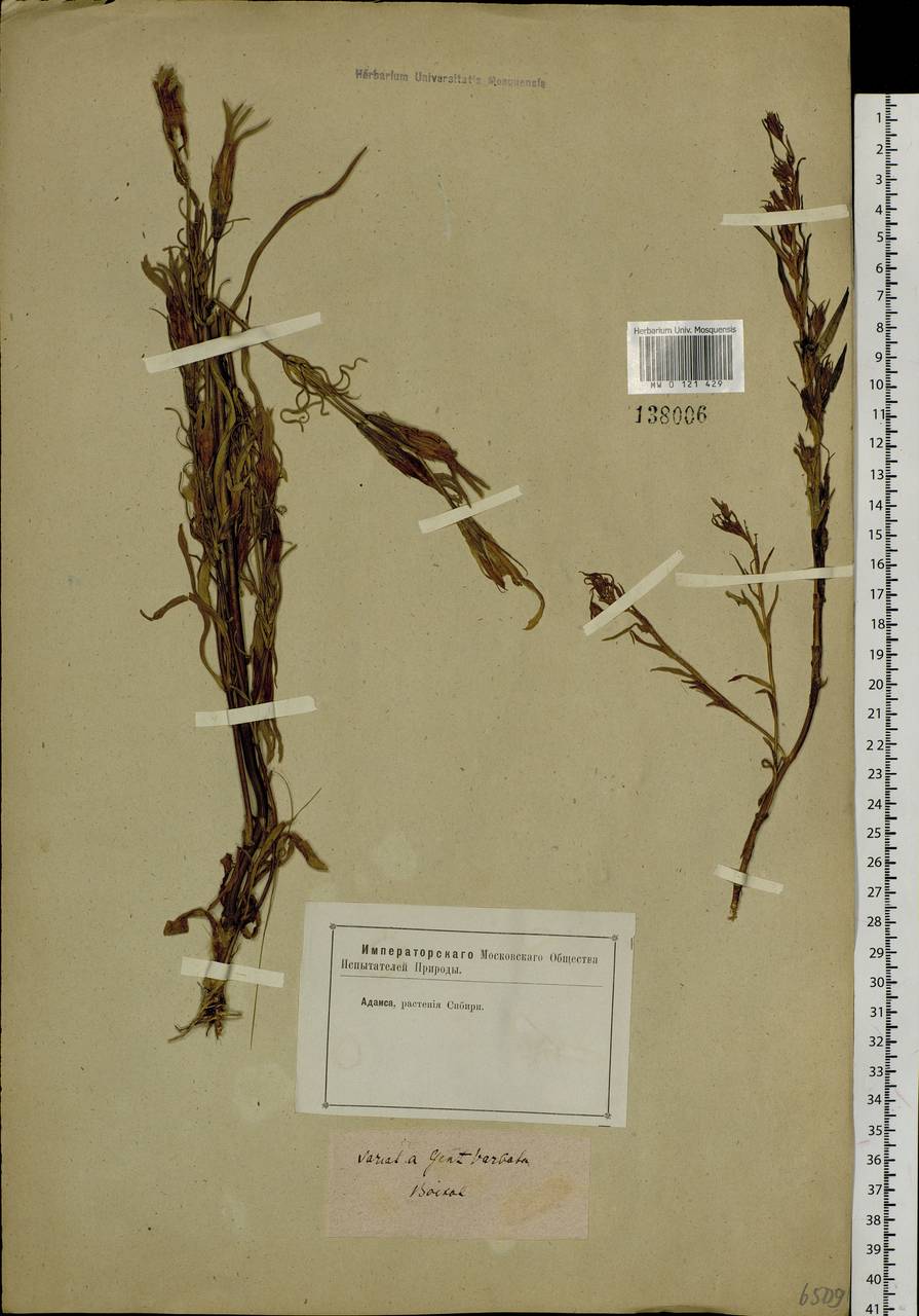 Gentianopsis barbata (Froel.) Ma, Siberia, Baikal & Transbaikal region (S4) (Russia)