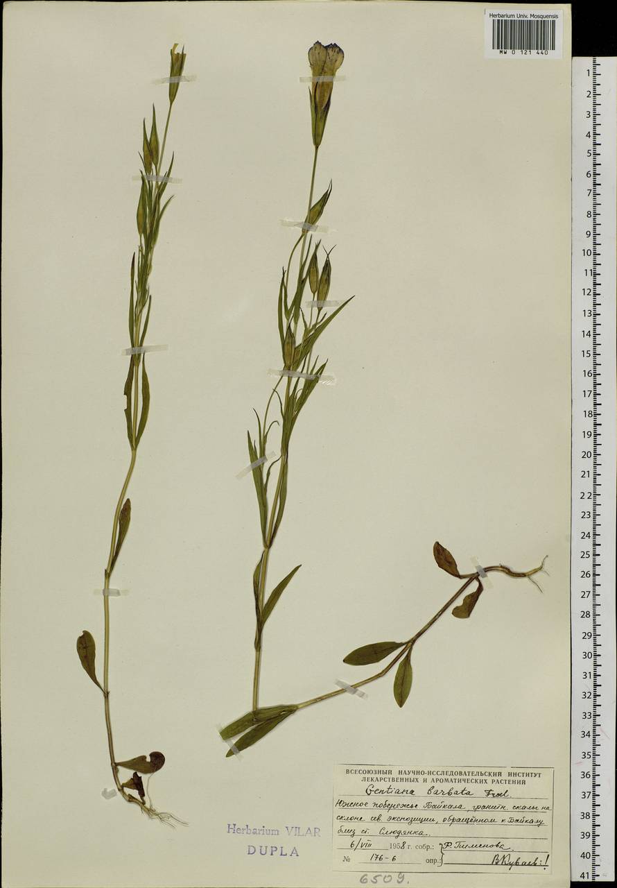 Gentianopsis barbata, Siberia, Baikal & Transbaikal region (S4) (Russia)
