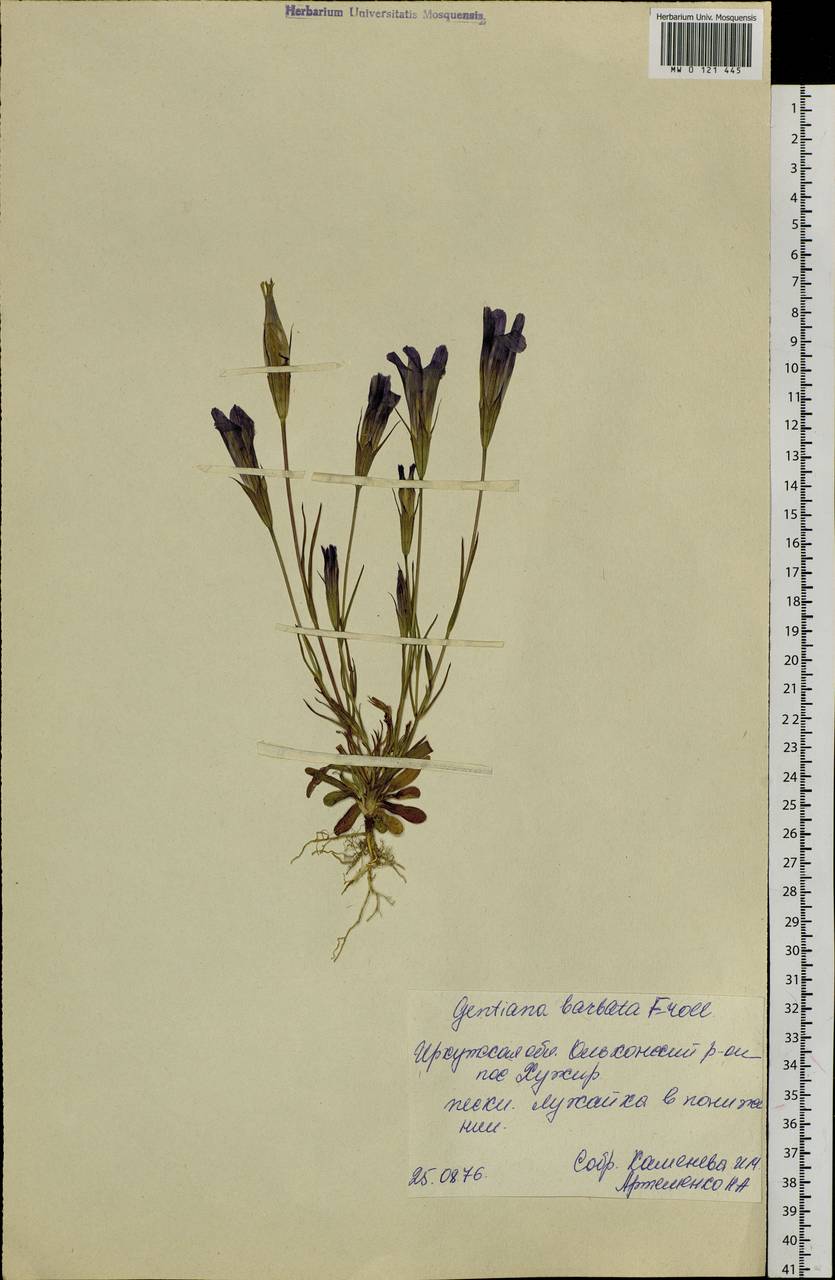 Gentianopsis barbata (Froel.) Ma, Siberia, Baikal & Transbaikal region (S4) (Russia)