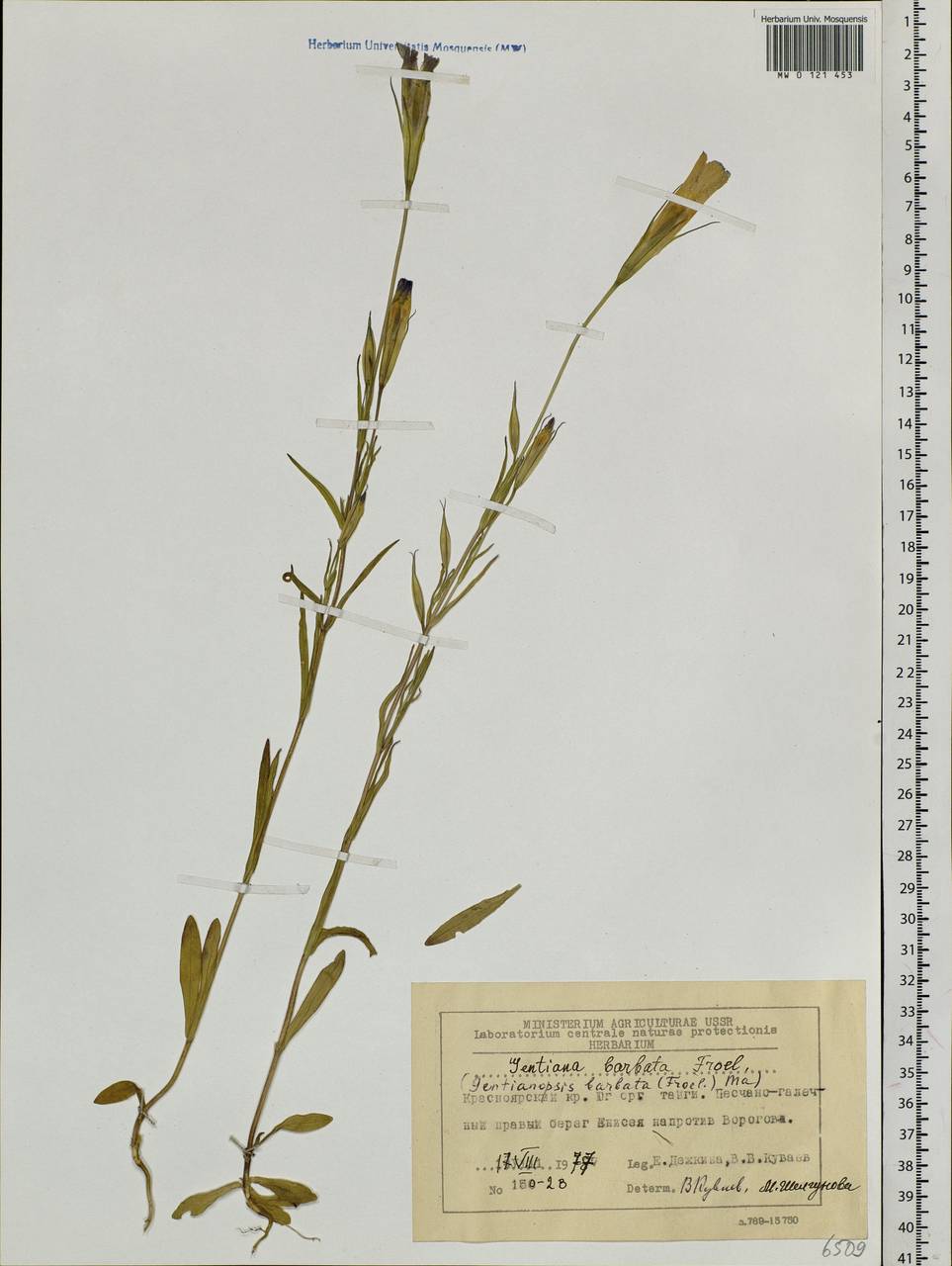 Gentianopsis barbata, Siberia, Central Siberia (S3) (Russia)
