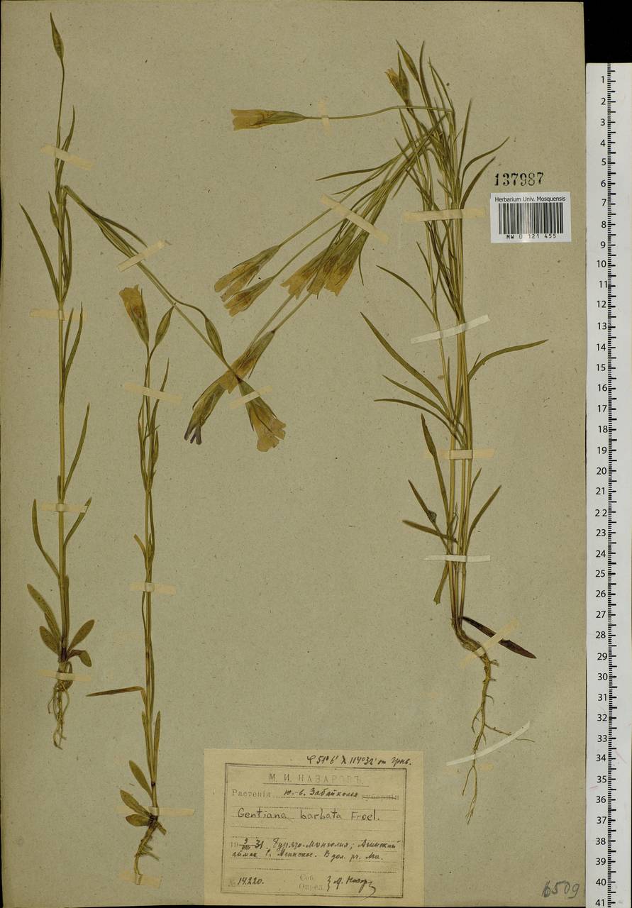 Gentianopsis barbata (Froel.) Ma, Siberia, Baikal & Transbaikal region (S4) (Russia)