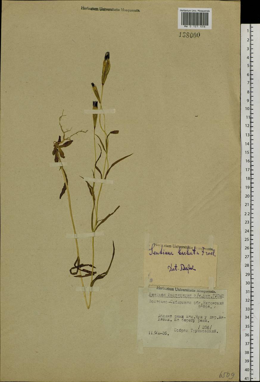 Gentianopsis barbata (Froel.) Ma, Siberia, Baikal & Transbaikal region (S4) (Russia)