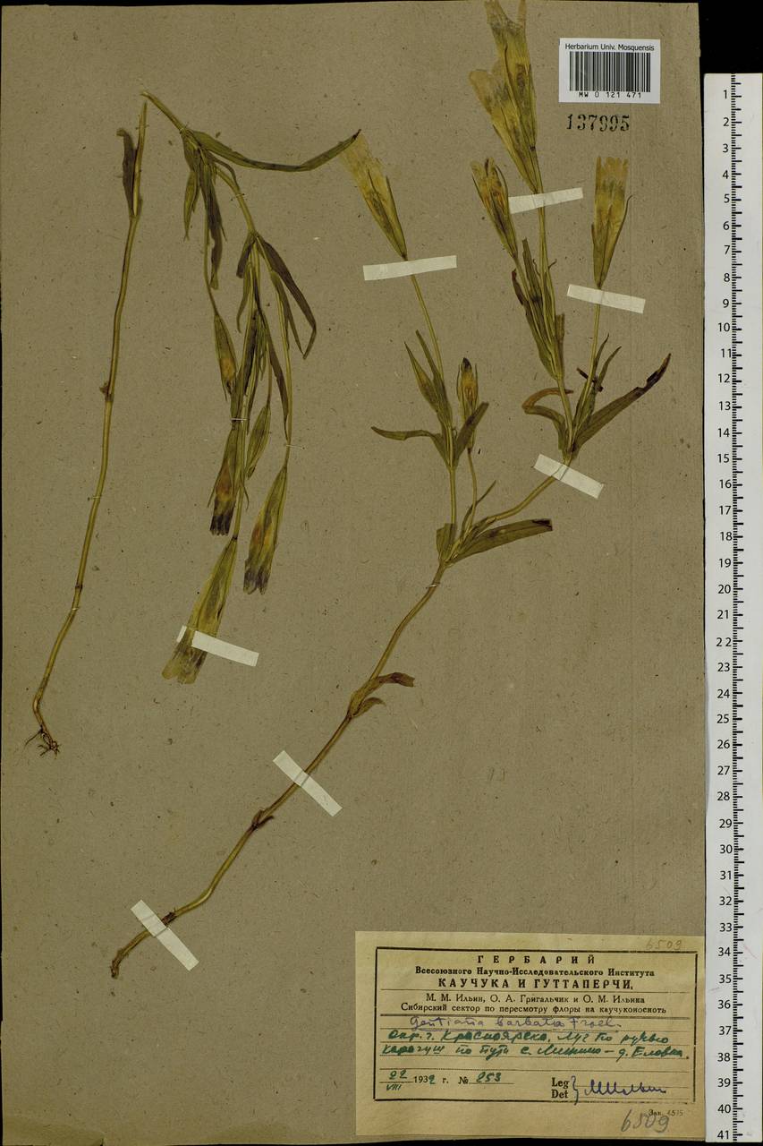 Gentianopsis barbata (Froel.) Ma, Siberia, Central Siberia (S3) (Russia)