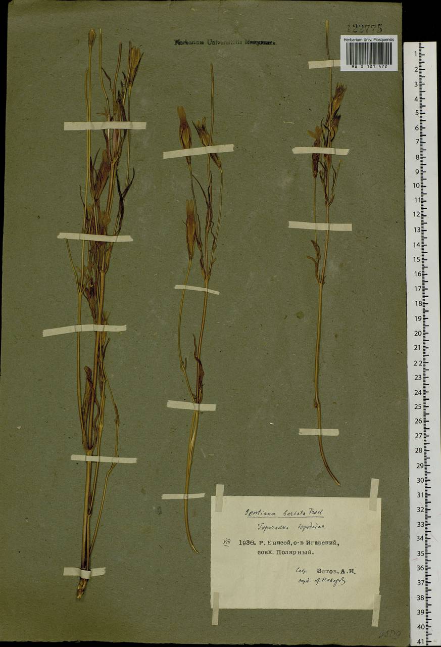 Gentianopsis barbata (Froel.) Ma, Siberia, Central Siberia (S3) (Russia)