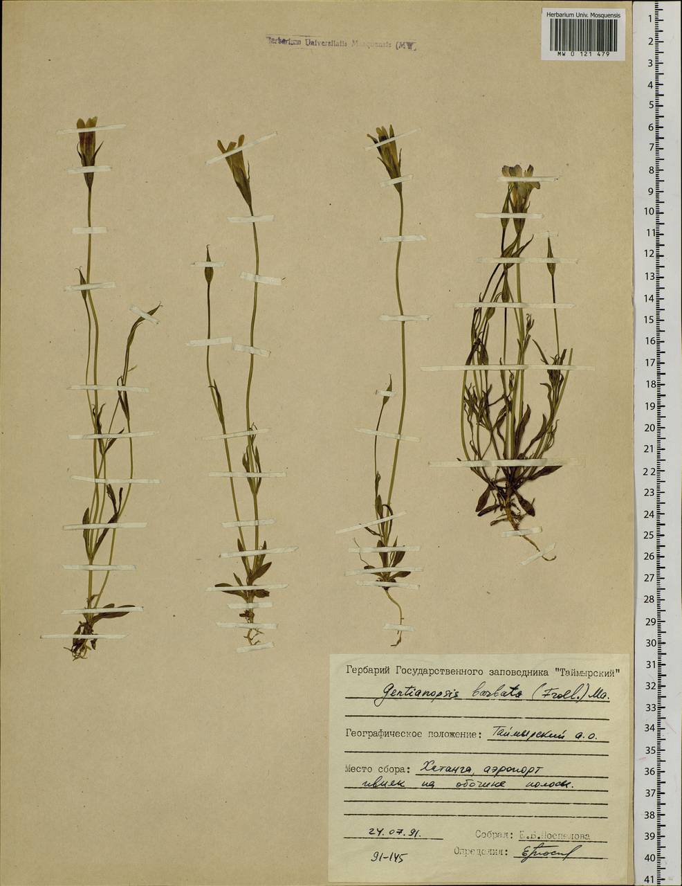 Gentianopsis barbata (Froel.) Ma, Siberia, Central Siberia (S3) (Russia)