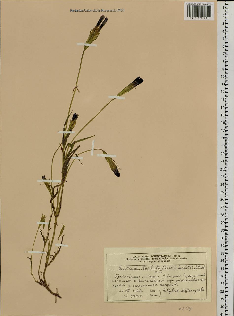 Gentianopsis barbata (Froel.) Ma, Siberia, Central Siberia (S3) (Russia)
