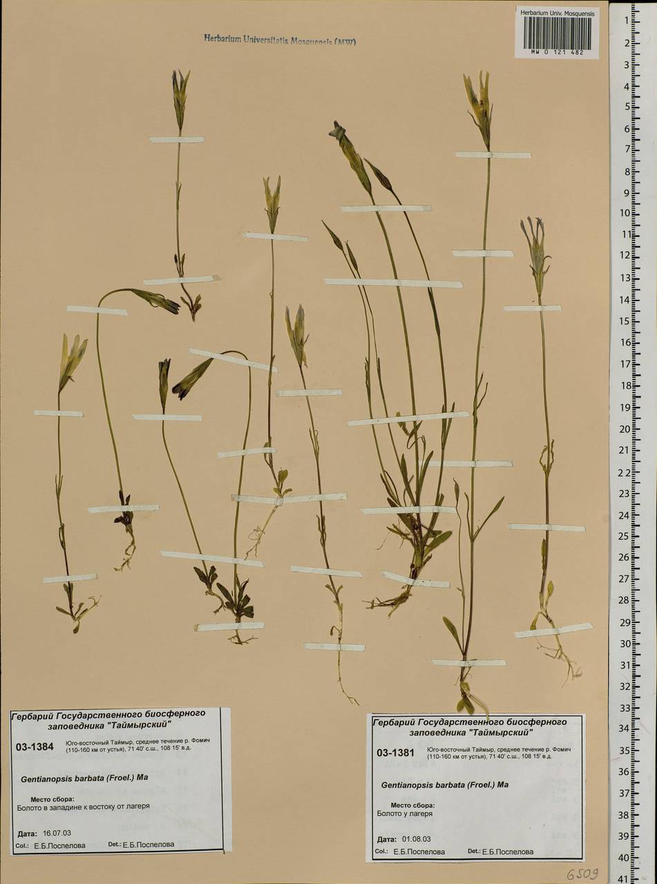 Gentianopsis barbata (Froel.) Ma, Siberia, Central Siberia (S3) (Russia)