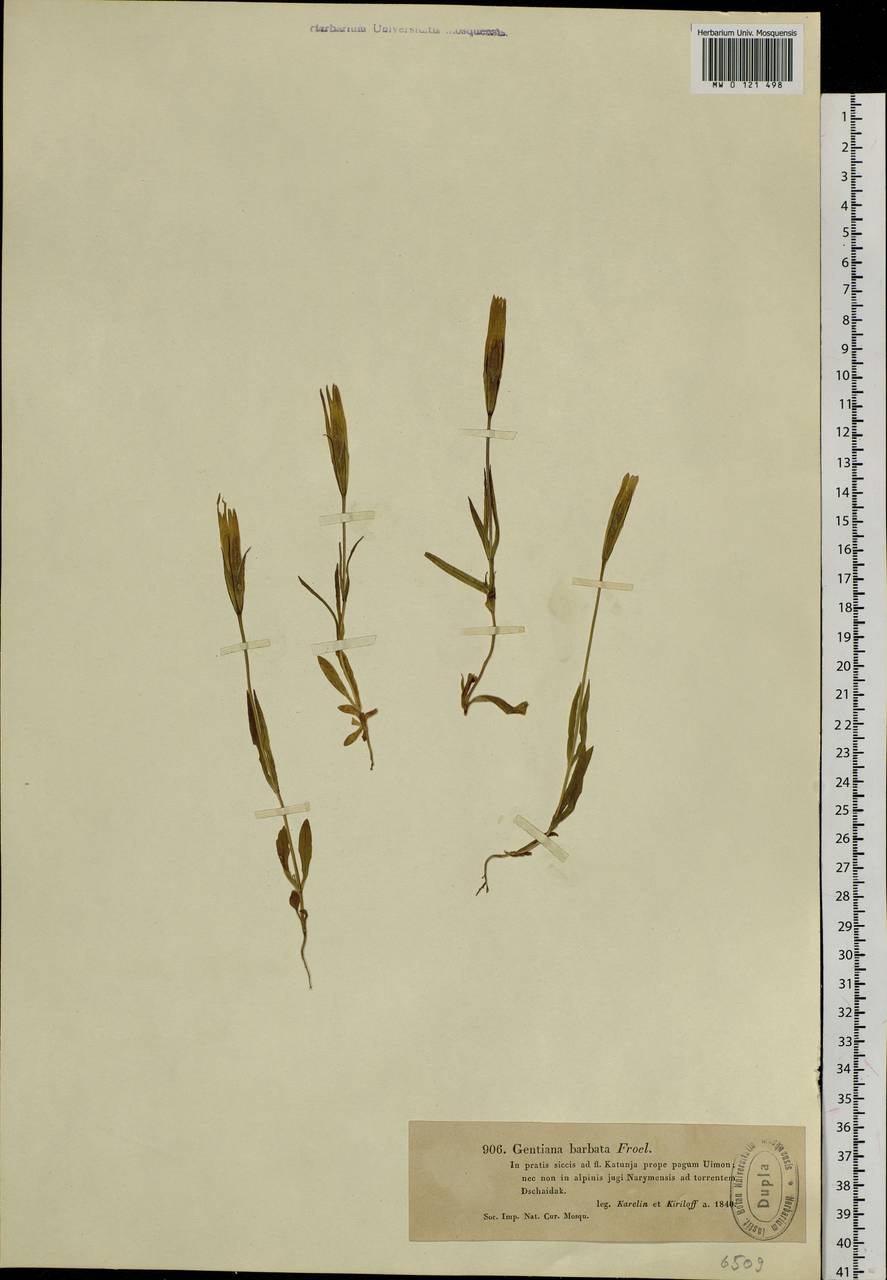 Gentianopsis barbata (Froel.) Ma, Siberia, Western (Kazakhstan) Altai Mountains (S2a) (Kazakhstan)
