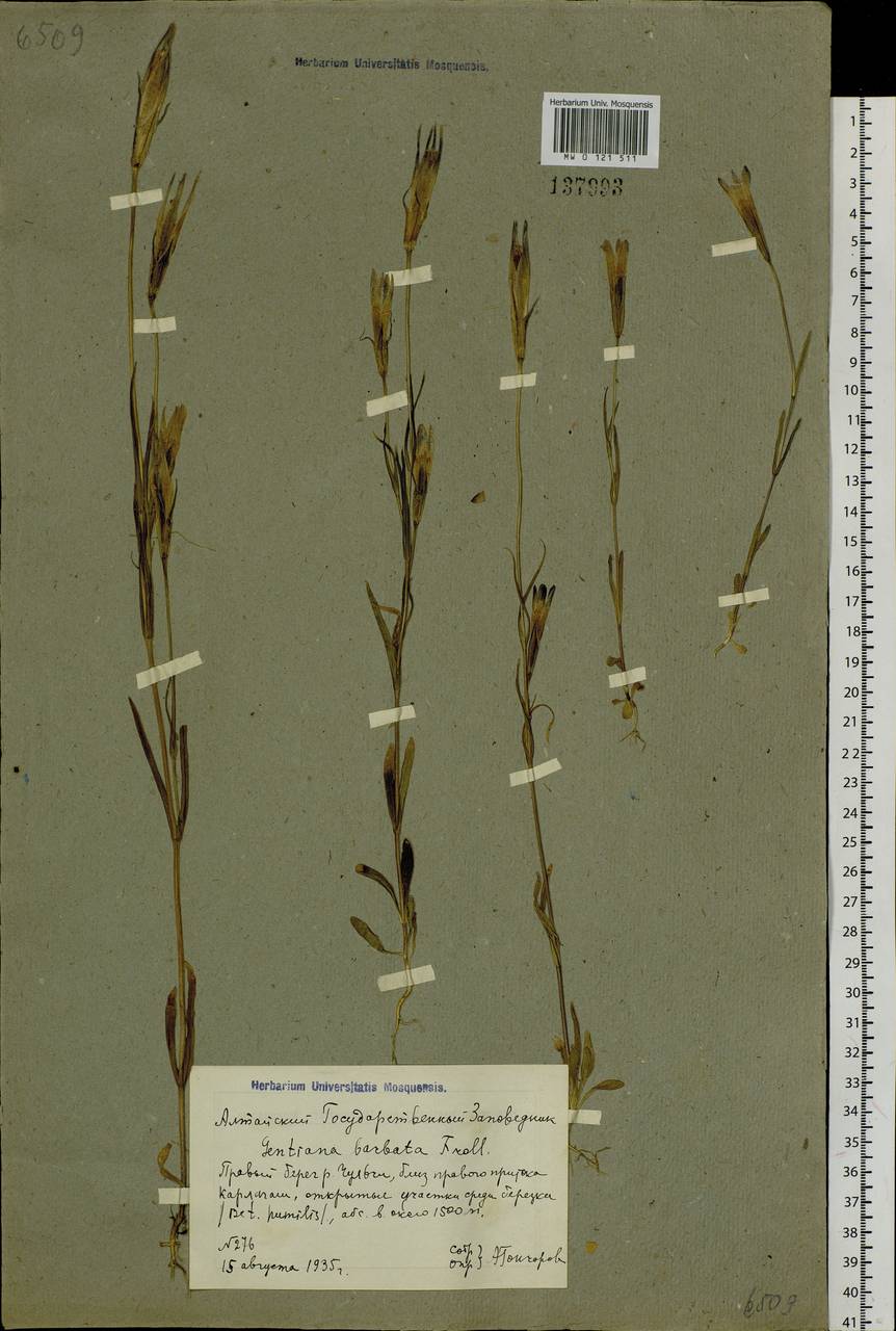 Gentianopsis barbata (Froel.) Ma, Siberia, Altai & Sayany Mountains (S2) (Russia)