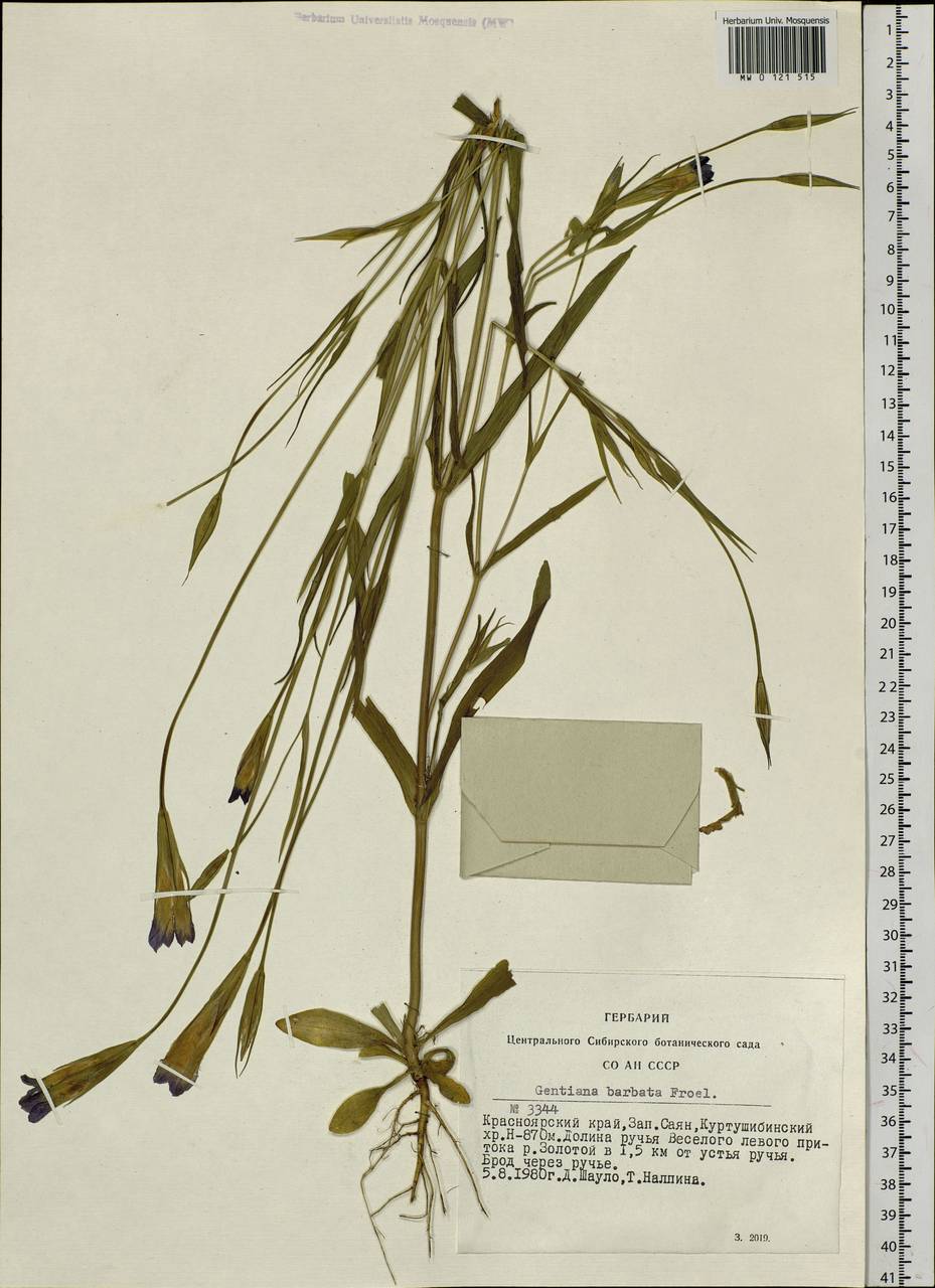 Gentianopsis barbata (Froel.) Ma, Siberia, Altai & Sayany Mountains (S2) (Russia)