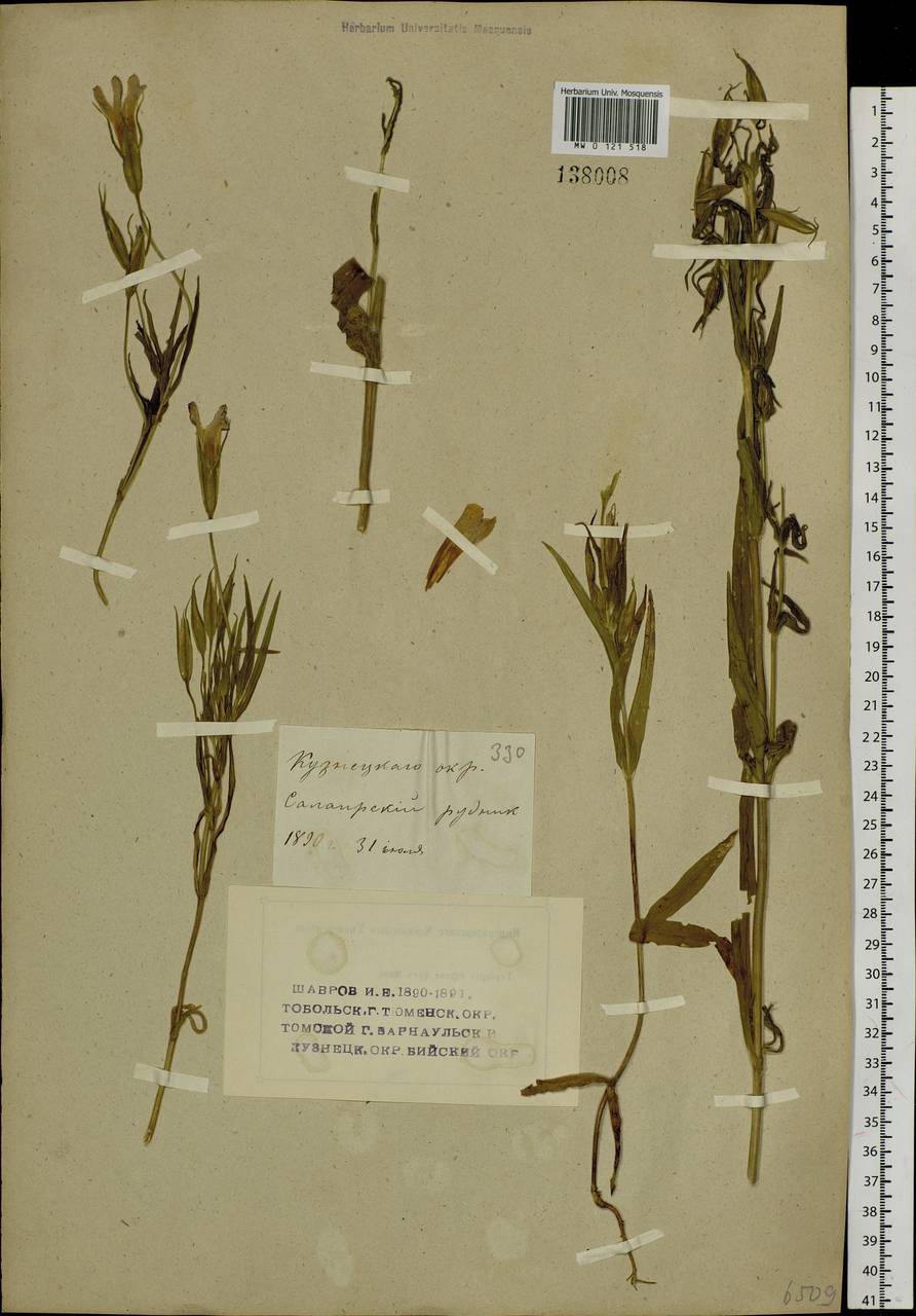 Gentianopsis barbata (Froel.) Ma, Siberia, Altai & Sayany Mountains (S2) (Russia)