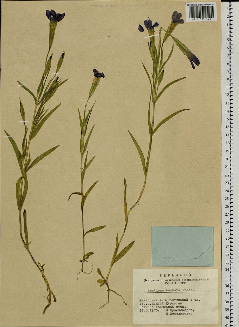 Gentianopsis barbata, Siberia, Altai & Sayany Mountains (S2) (Russia)