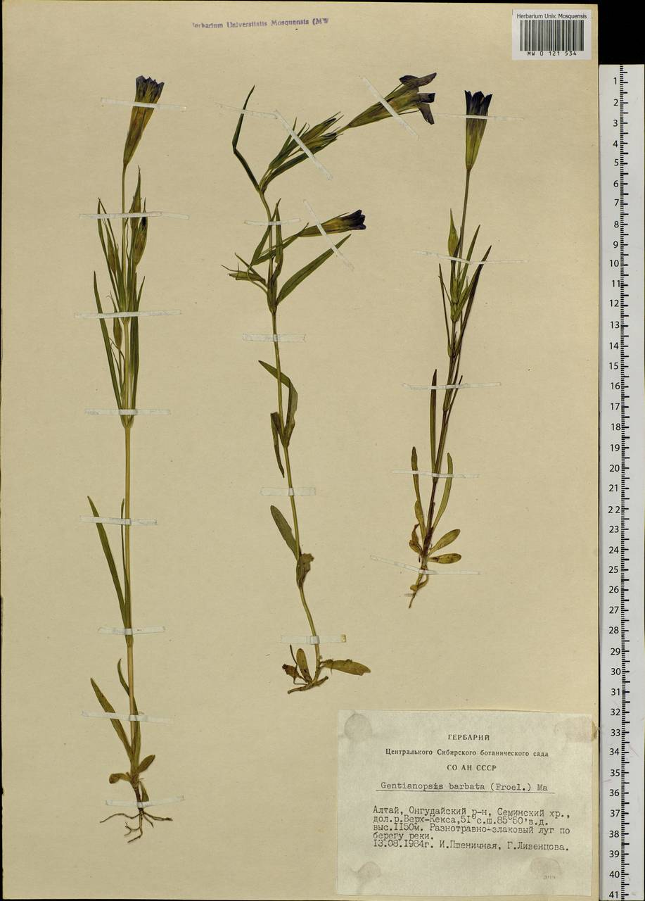 Gentianopsis barbata, Siberia, Altai & Sayany Mountains (S2) (Russia)