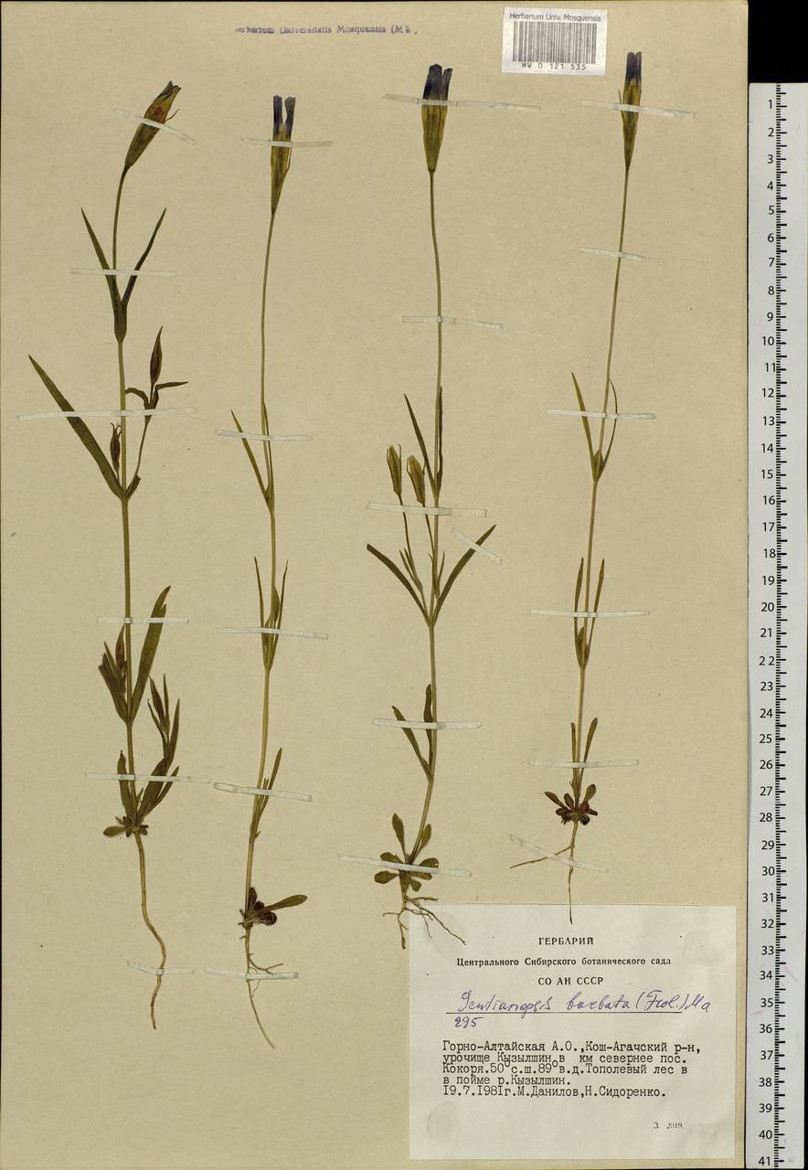 Gentianopsis barbata (Froel.) Ma, Siberia, Altai & Sayany Mountains (S2) (Russia)